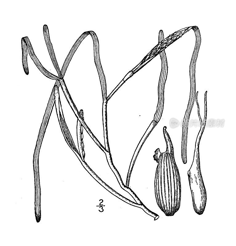 古董植物学植物插图:Zostera marina, Grass-wrack